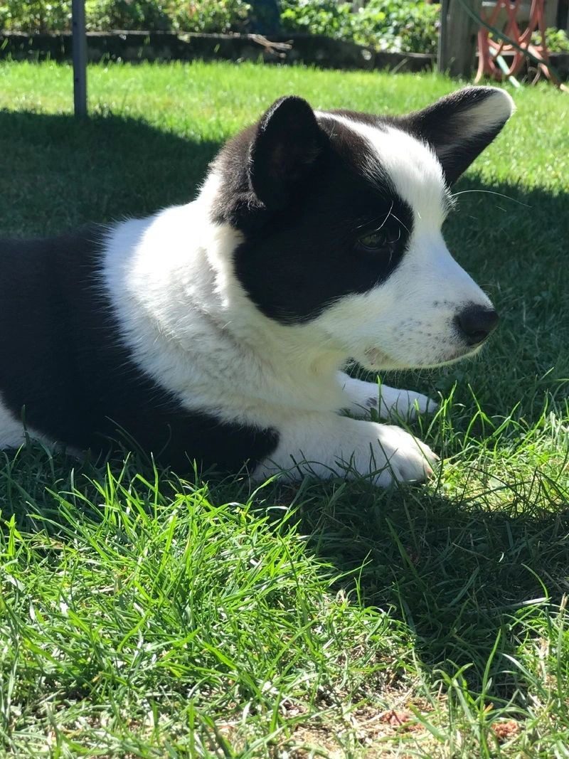A black and white dog laying in the grass.