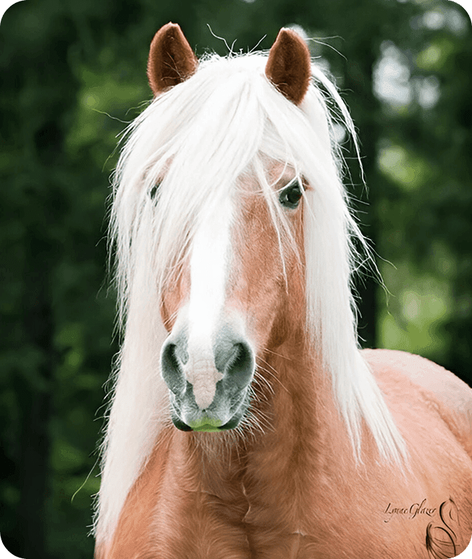 A horse with long white hair is standing in the grass.