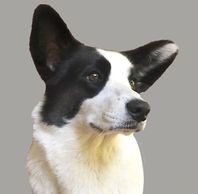 A black and white dog is looking up at the sky.