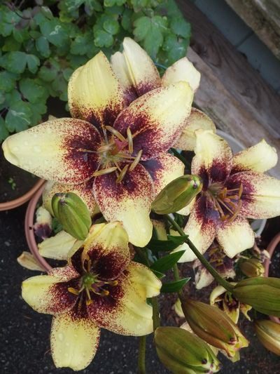 A close up of some flowers with purple and yellow petals