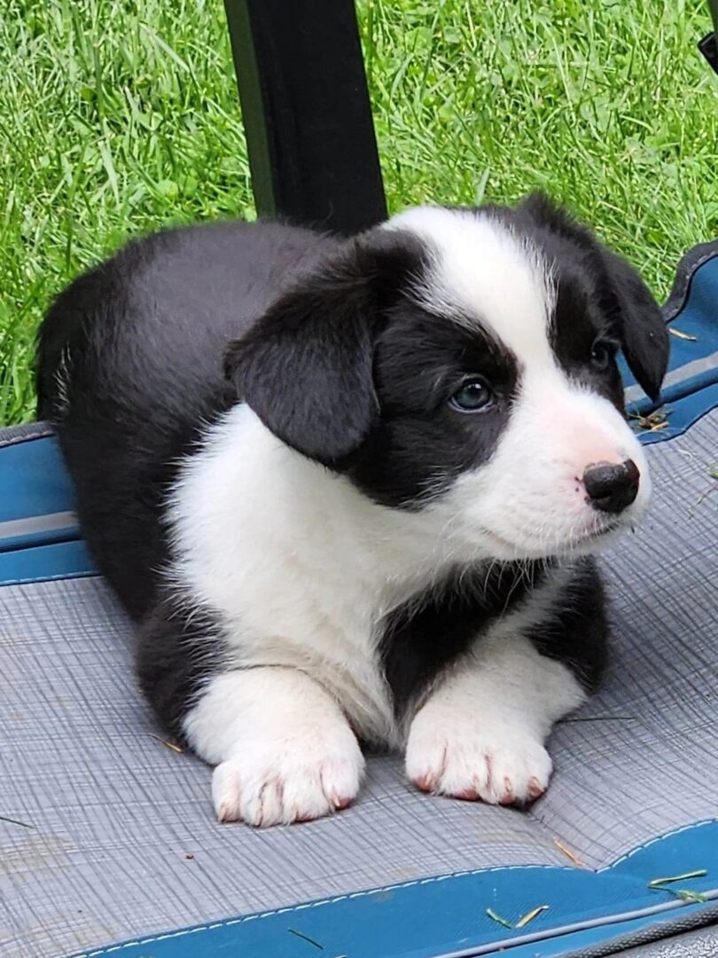 A black and white puppy sitting on the ground.