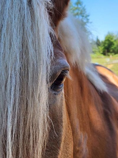 A close up of the eye and mane of a horse.