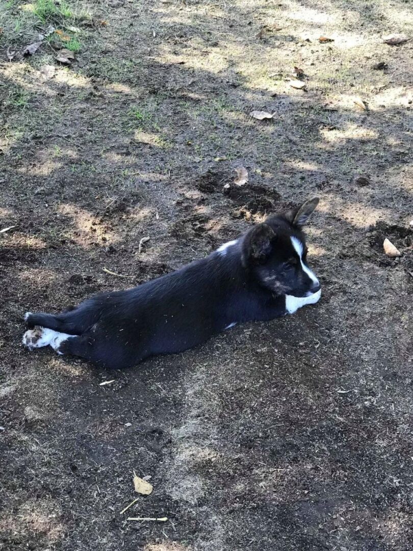 A black and white dog laying on the ground.