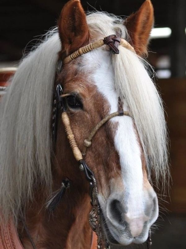 A horse with long white hair and brown eyes.