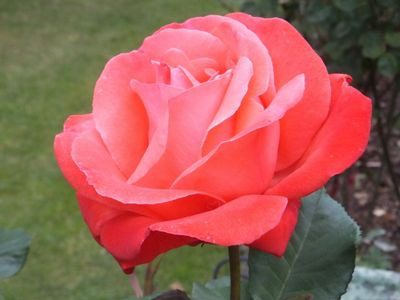 A close up of the flower of a rose