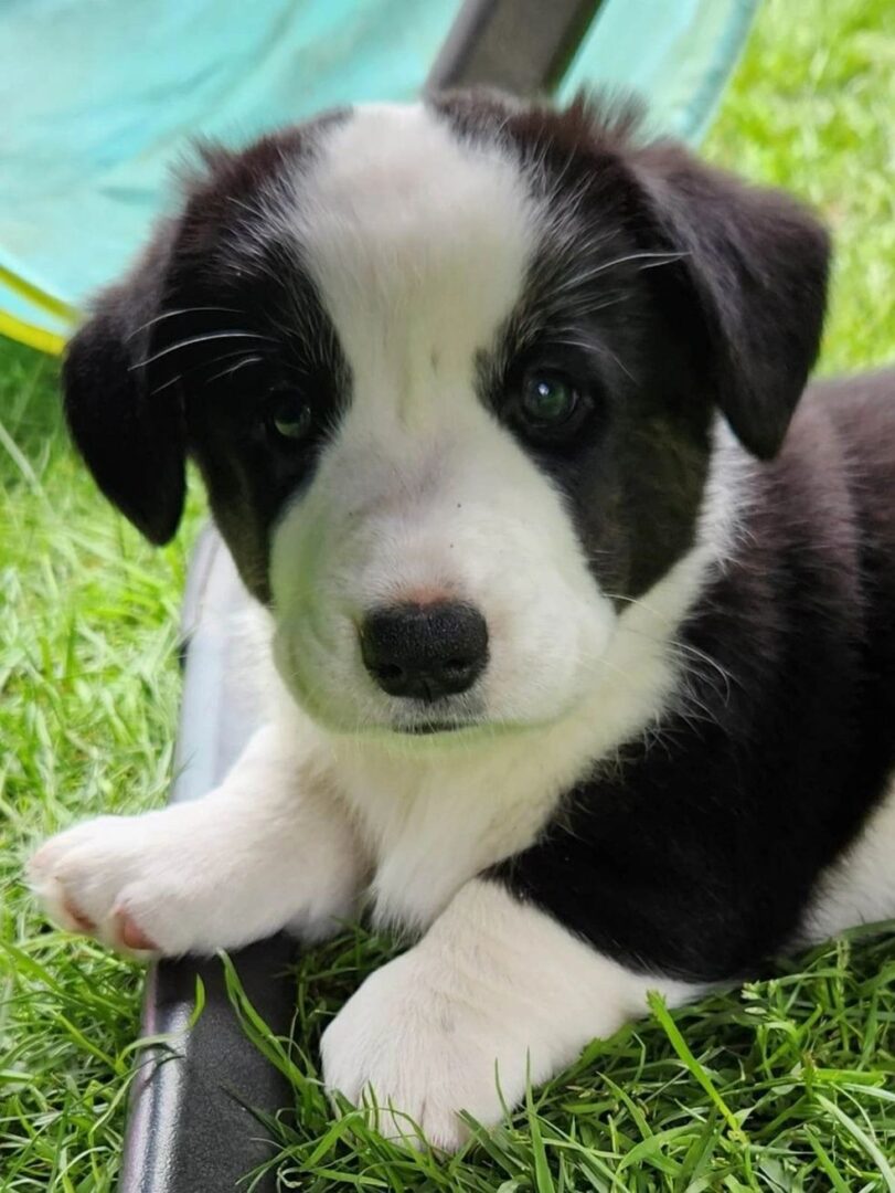 A black and white puppy laying in the grass.