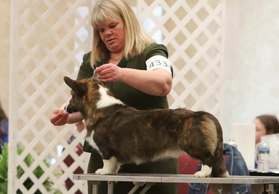 A woman is cutting the hair of a dog.