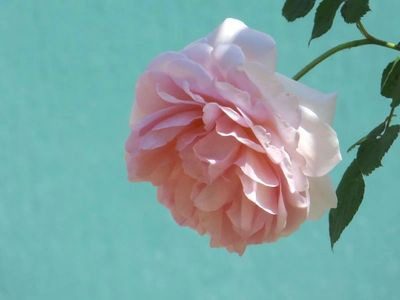 A pink rose is shown against a blue background.