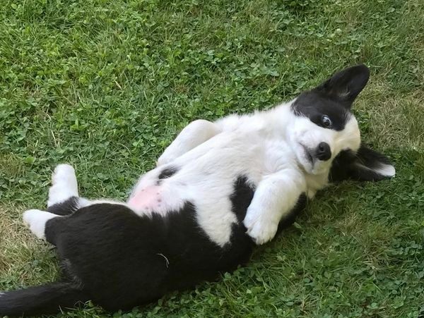 A black and white cat laying on its back in the grass.