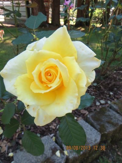 A yellow rose is shown in the sun.