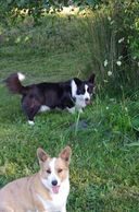 Two dogs in a field with grass and trees