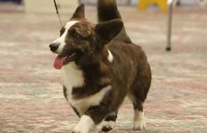 A dog that is walking on the ground.