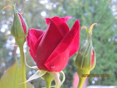 A red rose is shown with buds in the background.