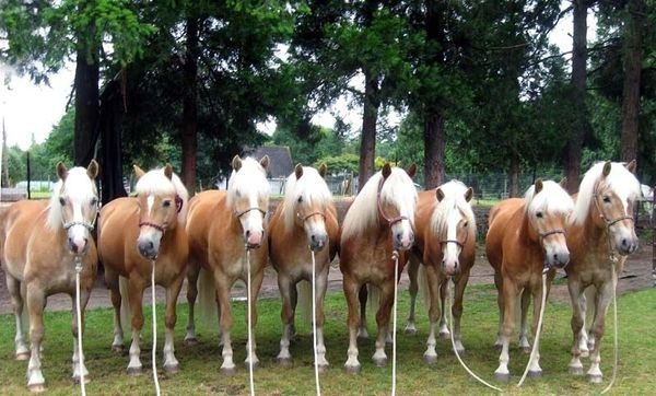 A group of horses standing in the grass.