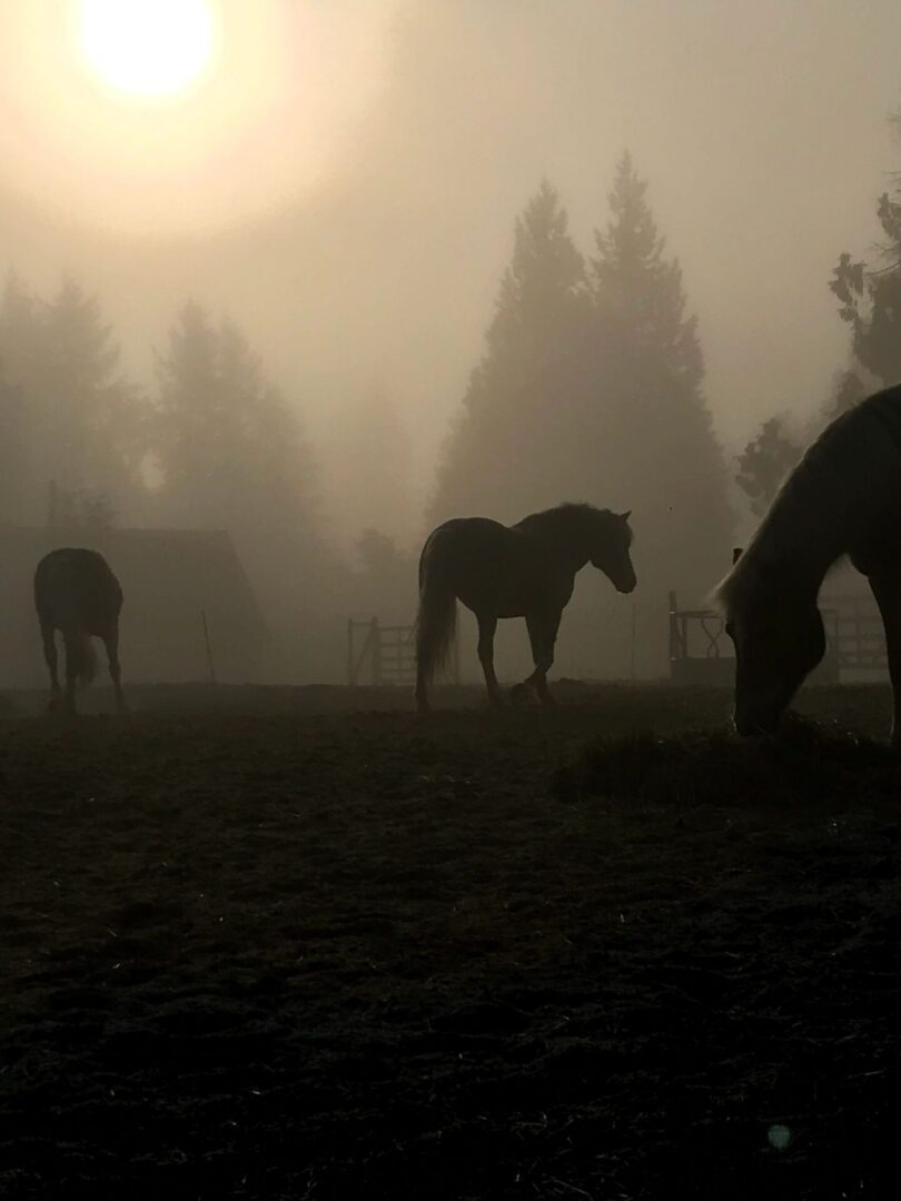 Three horses grazing in a field with trees