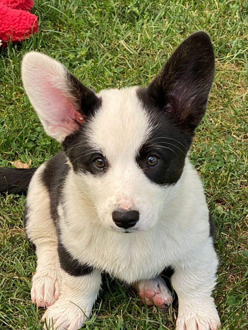 A black and white puppy sitting in the grass.