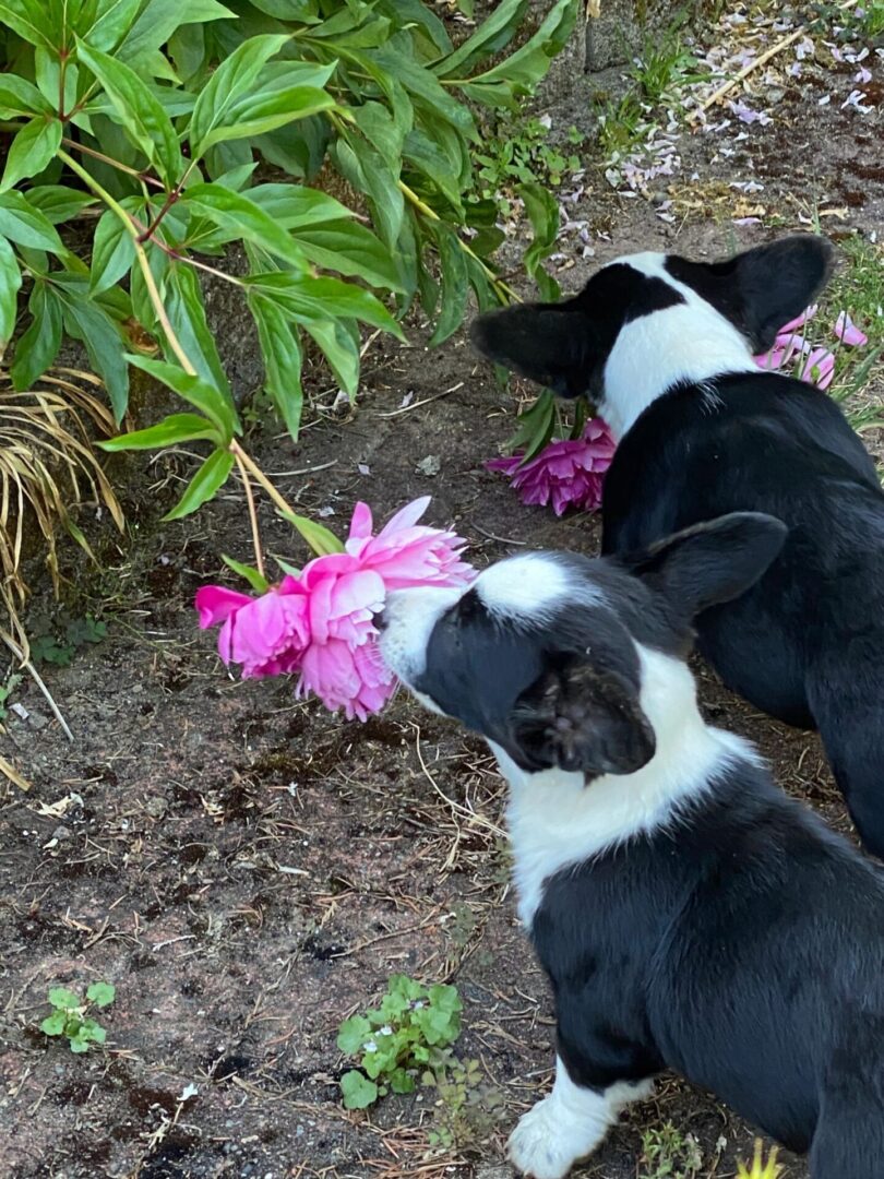 Two dogs playing with a flower in the dirt.
