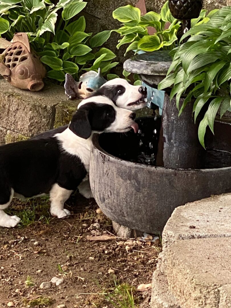 A puppy is drinking water from a fountain.