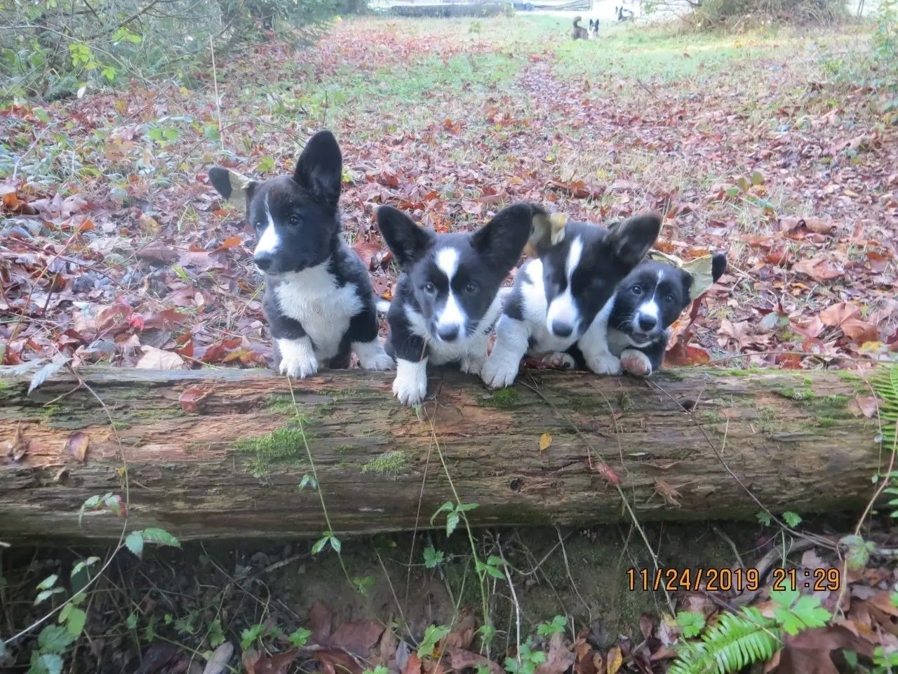 Three puppies sitting on a log in the woods.