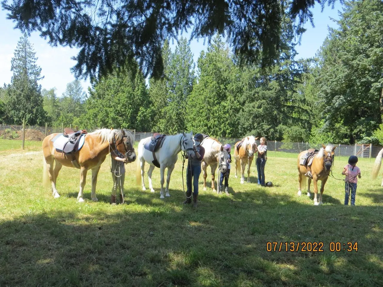 A group of horses standing in the grass.