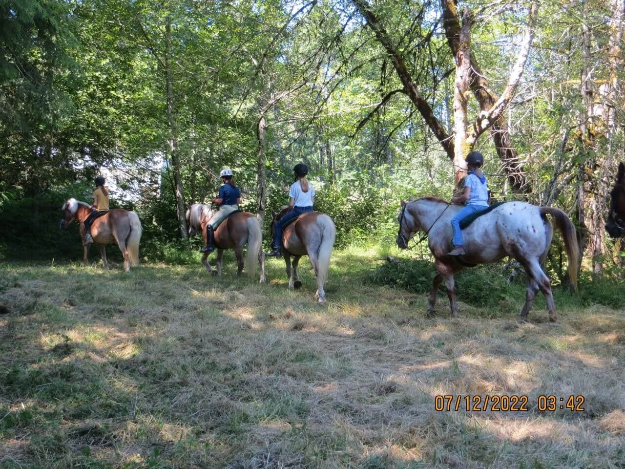 A group of people riding horses in the woods.